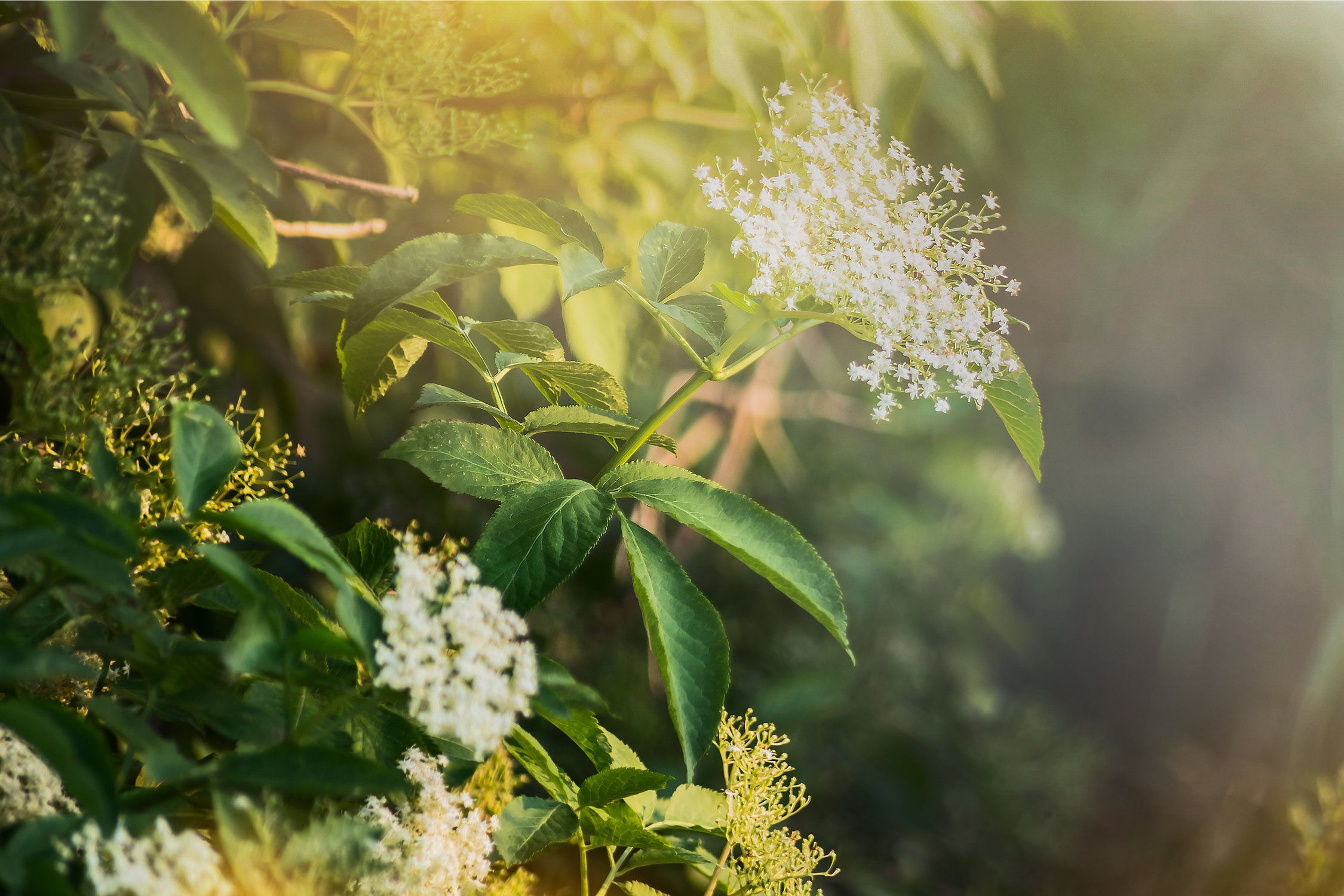 Elderflower Cordial Made with Fresh or Dried Elderflowers